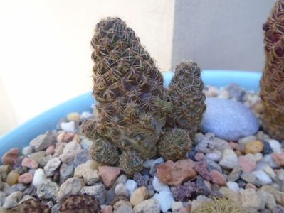 Sulcorebutia taratensis