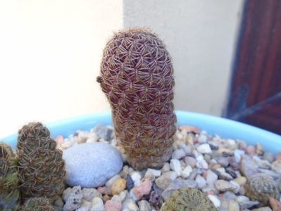 Sulcorebutia mojocoyensis