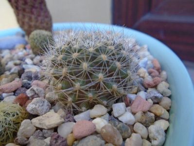 Rebutia fiebrigii (Flavistyla)