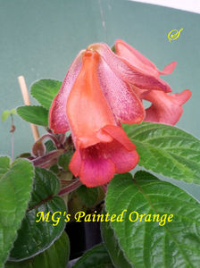 MG s Painted Orange(8-05-2019)3