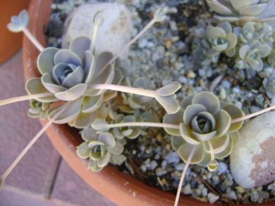 Orostachys iwarenge (Chinese dunce cap)