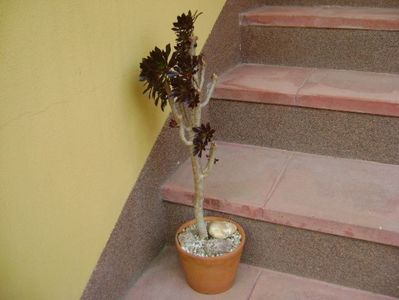 Aeonium arboreum v. atropurpureum Schwarzkopf