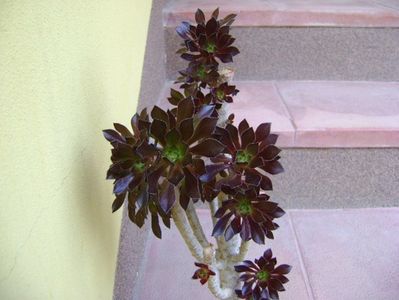 Aeonium arboreum v. atropurpureum Schwarzkopf