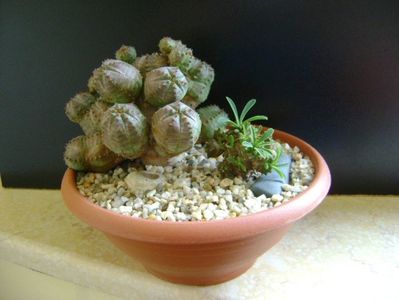 Grup de 2 Euphorbia; Euphorbia pseudoglobosa (obesa x tubiglans)
Euphorbia x japonica
