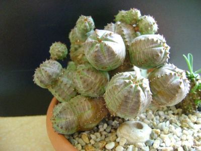 Euphorbia pseudoglobosa (obesa x tubiglans)