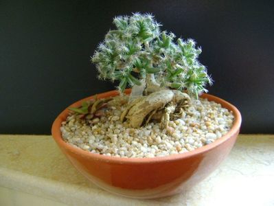 Trichodiadema densum