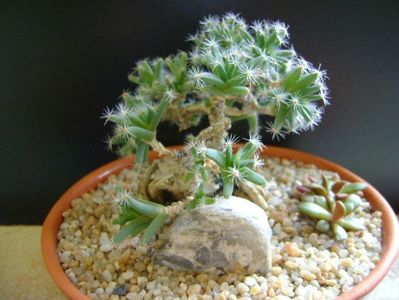 Trichodiadema densum