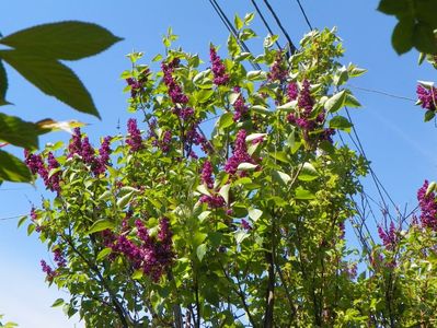 syringa Charles Joly