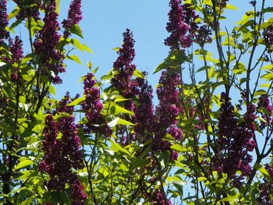 syringa Charles Joly