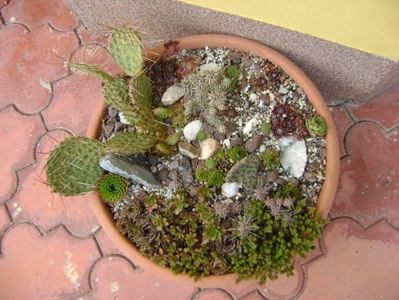 Minirocarie: cactusi winter-hardy