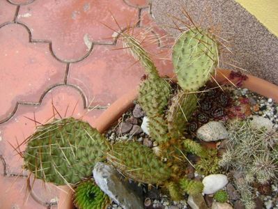 Opuntia phaeacantha