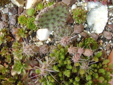 Opuntia fragilis 2