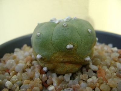 Lophophora williamsii v. jourdaniana; replantata in 9 mai 2019
