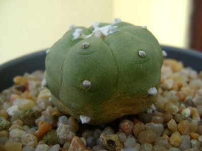 Lophophora williamsii v. jourdaniana; replantata in 9 mai 2019
