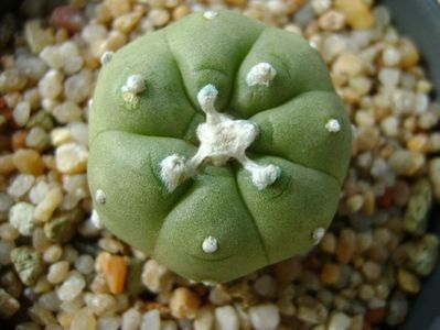 Lophophora williamsii v. jourdaniana; replantata in 9 mai 2019
