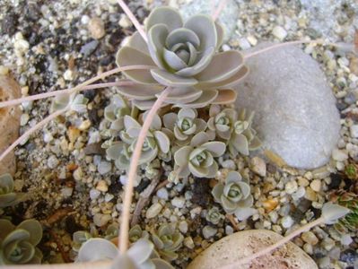 Orostachys iwarenge (Chinese dunce cap)