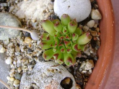 Sempervivum tectorum Oddity