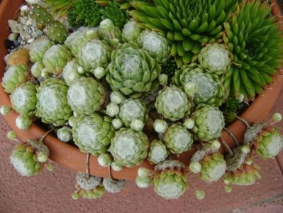 Sempervivum arachnoideum