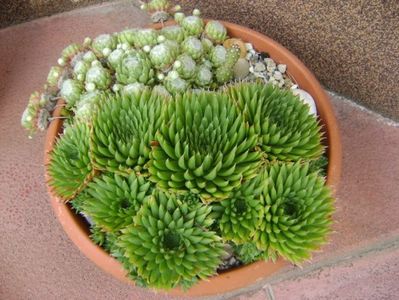 Orostachys spinosa & Sempervivum arachnoideum