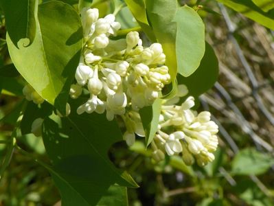 syringa Primrose