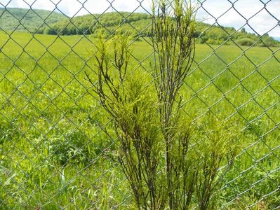 frangula asplenifolia Fineline