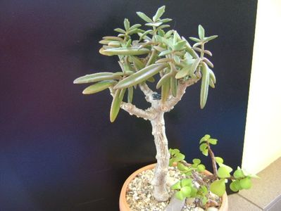 Kalanchoe hb. Elk antlers