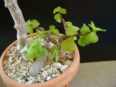 Portulacaria afra