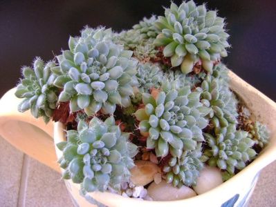 Echeveria setosa v. deminuta