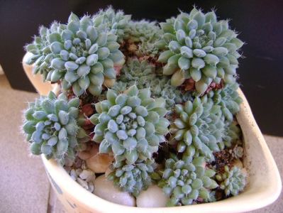 Echeveria setosa v. deminuta