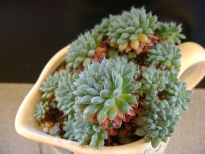 Echeveria setosa v. deminuta