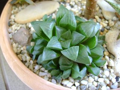 Haworthia retusa