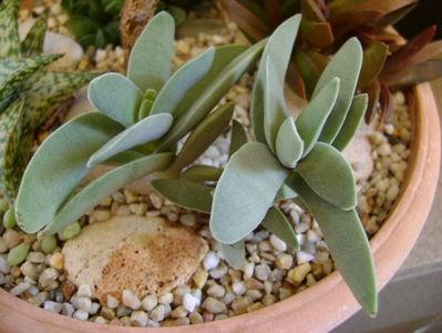 Crassula falcata