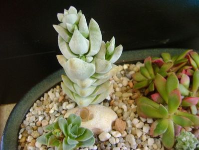 Crassula deceptor