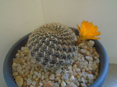 Rebutia arenacea