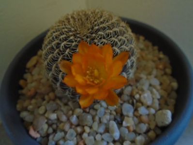 Rebutia arenacea