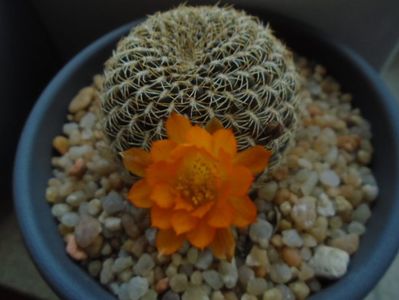 Rebutia arenacea