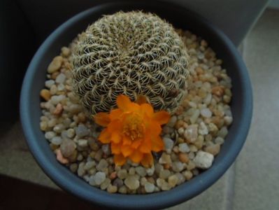 Rebutia arenacea