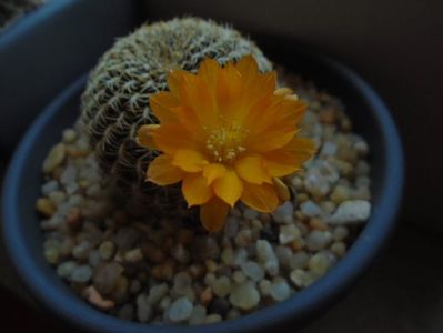 Rebutia arenacea