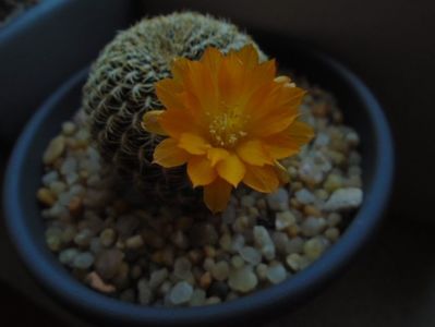 Rebutia arenacea