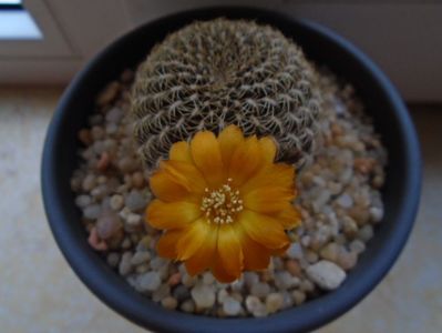 Rebutia arenacea