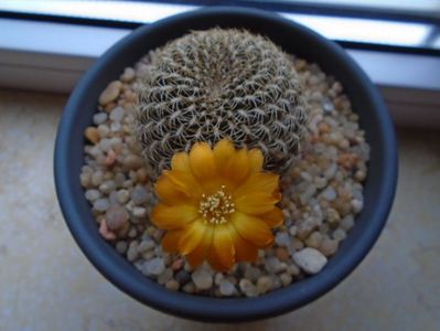 Rebutia arenacea