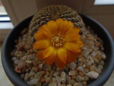 Rebutia arenacea