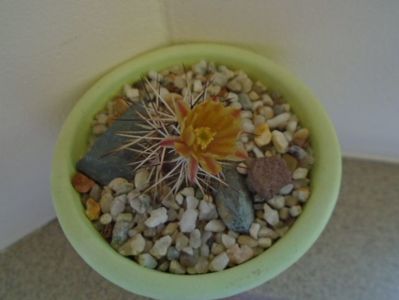 Echinocereus viridiflorus v. davisii