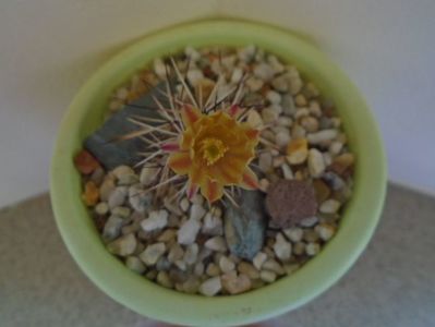 Echinocereus viridiflorus v. davisii