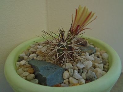 Echinocereus viridiflorus v. davisii