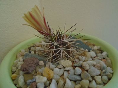 Echinocereus viridiflorus v. davisii