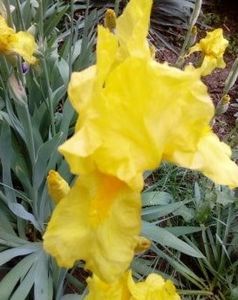 floare mare galben, inalt