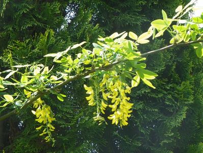 laburnum anagyroides