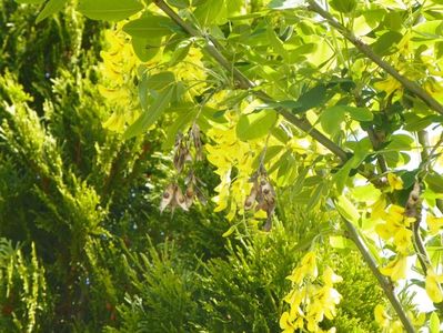 laburnum anagyroides