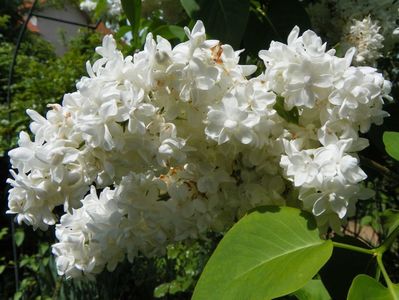 syringa Mme. Lemoine